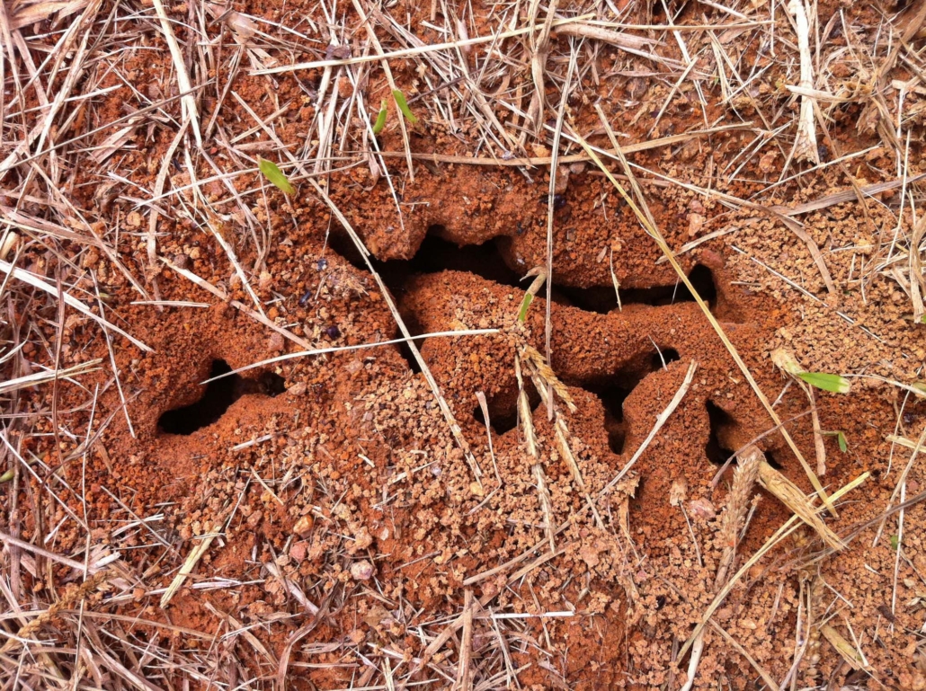 Onajide Shabaka Ant colony, Onajide Shabaka Ant colony,