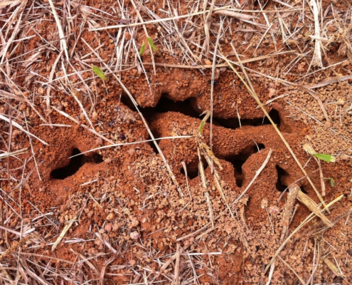 Onajide Shabaka Ant colony,