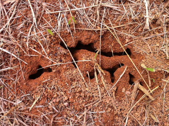 Onajide Shabaka Ant colony,