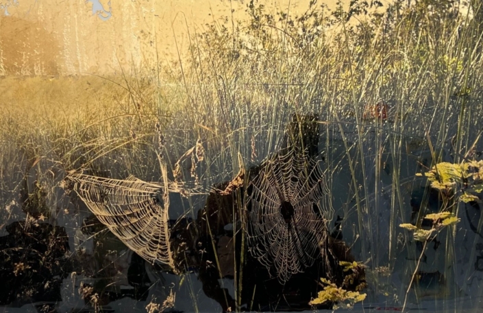 Deryn Cowdy Everglades Deryn Cowdy Everglades