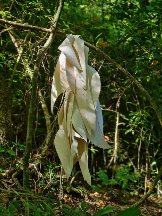 Anna Biondo Minhas raízes, da série Ser Floresta